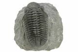 Large, Drotops Trilobite - Gorgeous Specimen #195821-5